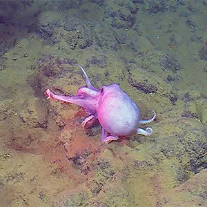 MBARI's innovative EyeRIS camera system collects near real-time three-dimensional visual data about the structure and biomechanics of marine life. Filming deep-sea pearl octopus (Muusoctopus robustus) with this system has provided new insight into octopus locomotion that can contribute to the design of bioinspired robots in the future. Credit: MBARI