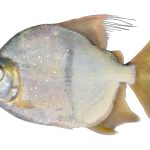 Scientists discover a new species of vegetarian piranha with human-like teeth, Myloplus sauron. Credit: Sabaj