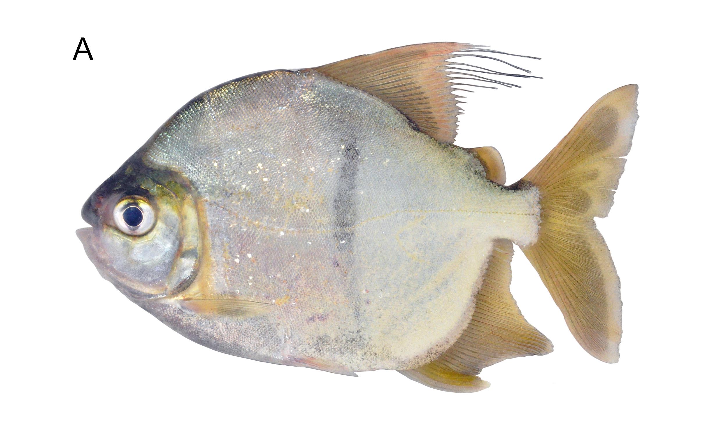Meet Myloplus Sauron: The Amazonian Fish That Looks Like Trouble But Is a Peaceful Herbivore!