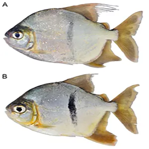 Myloplus sauron, coloration immediately after capture. A. Male. Notice the faint vertical mark, common during breeding period. B. Mature female. Xingu River basin. Photo by M. H. Sabaj