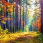 Trees get a boost from diverse neighbors, especially in wet forests