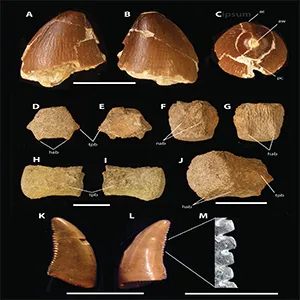 Louisiana mosasaurs and dinosaur fossils. A-C. Partial tooth of a mosasaur Prognathodon. D-J. Mosasaur anterior intermediate caudal vertebra. K-M. Dromaesorid dinosaur tooth. Credit: Judith Schiebout