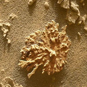 Curiosity viewed this rock shaped like a piece of coral on July 24, 2025. The rover has found many rocks that were formed by minerals deposited by ancient water flows. Credit: NASA/JPL-Caltech/MSSS