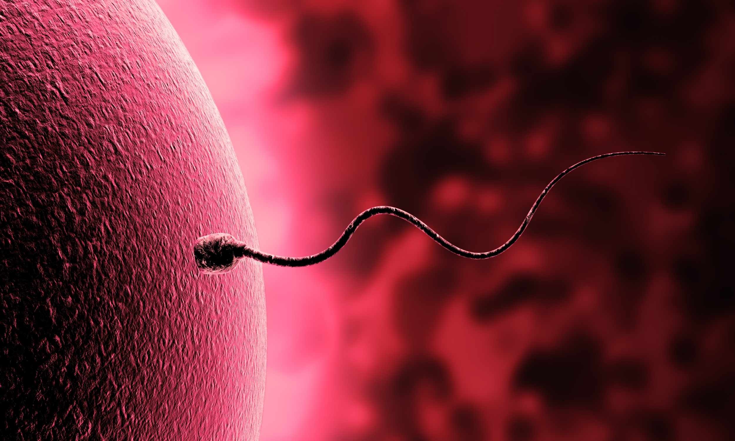 Swimming sperm appear to break Newtonian laws of physics