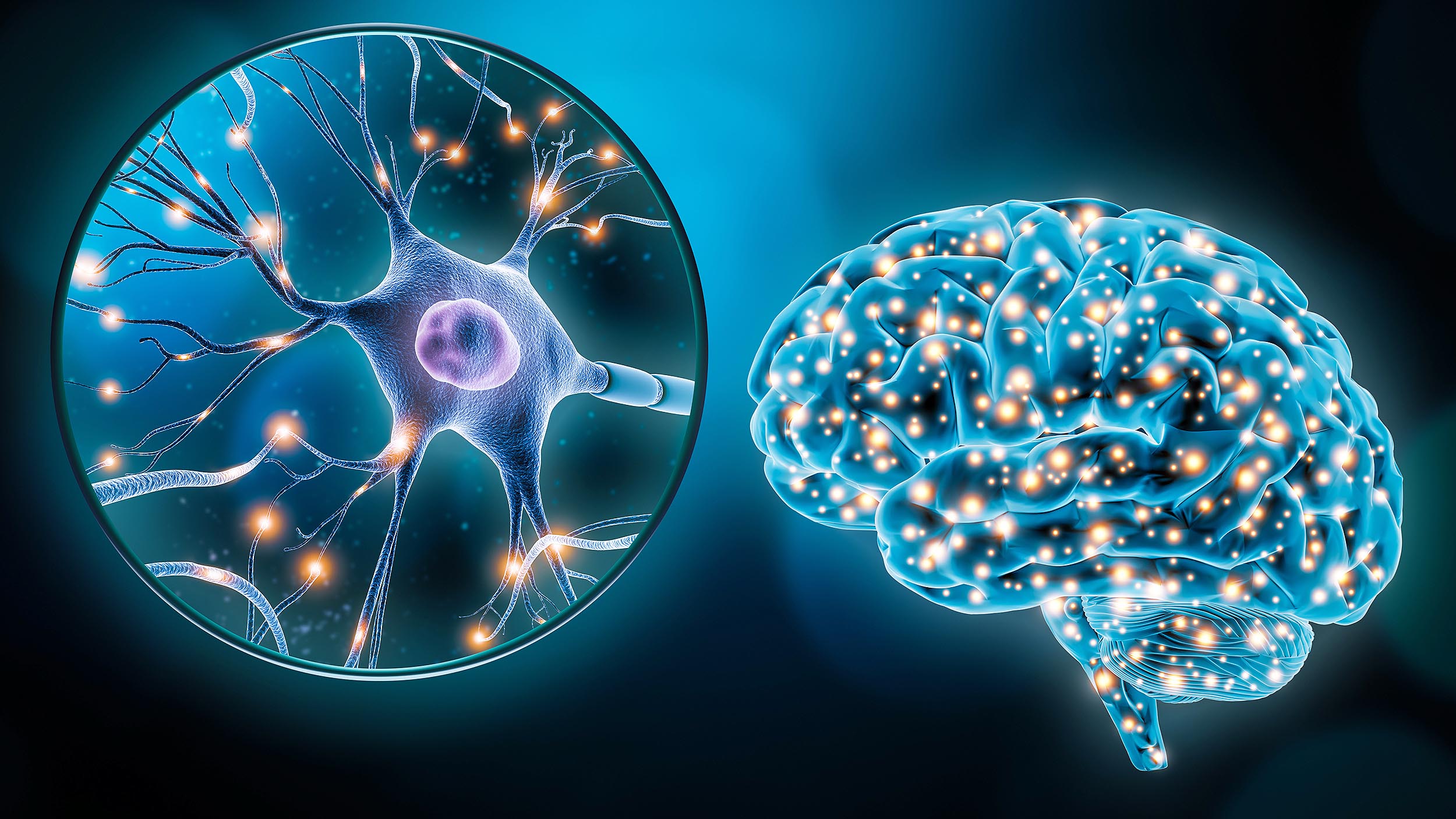 How the brain has both stability and plasticity at the same time