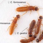 Invasive termites are interbreeding and creating a more destructive and resilient species that threatens the United States: “It's only a matter of time”