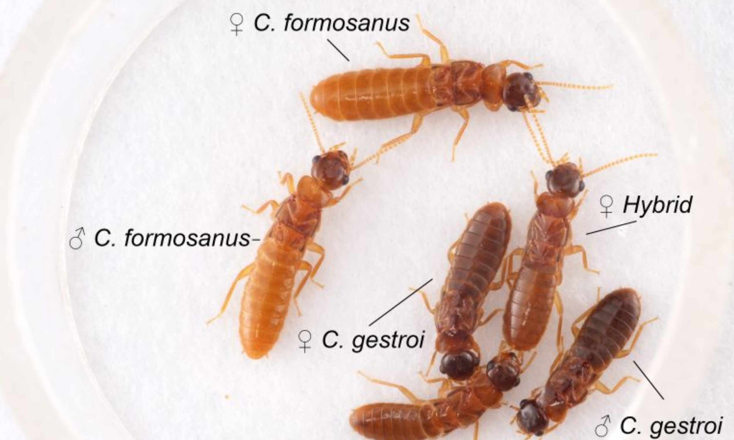 Invasive termites are interbreeding and creating a more destructive and resilient species