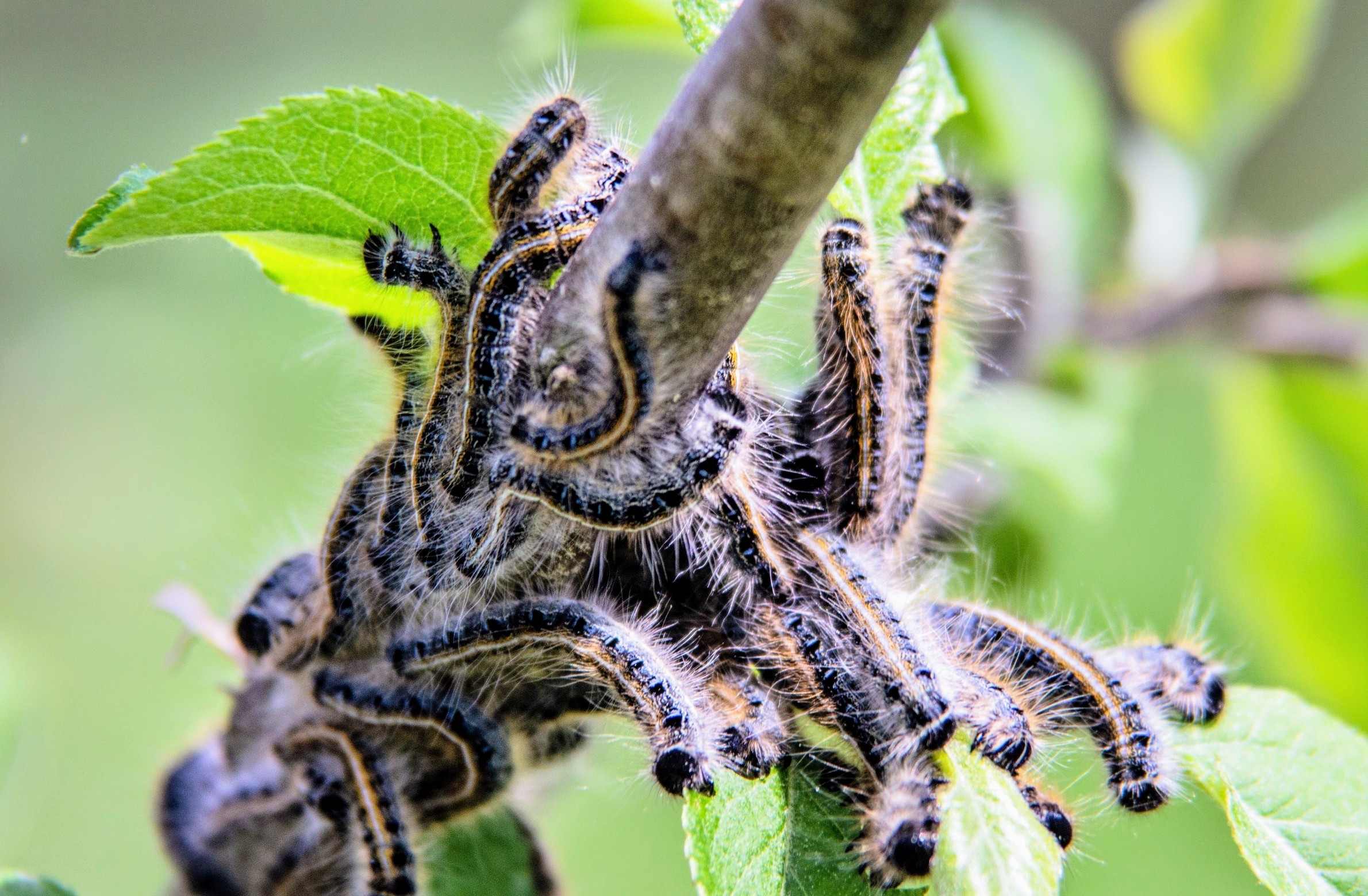 Are Tent Caterpillars Invasive: Shocking Facts You Must Know