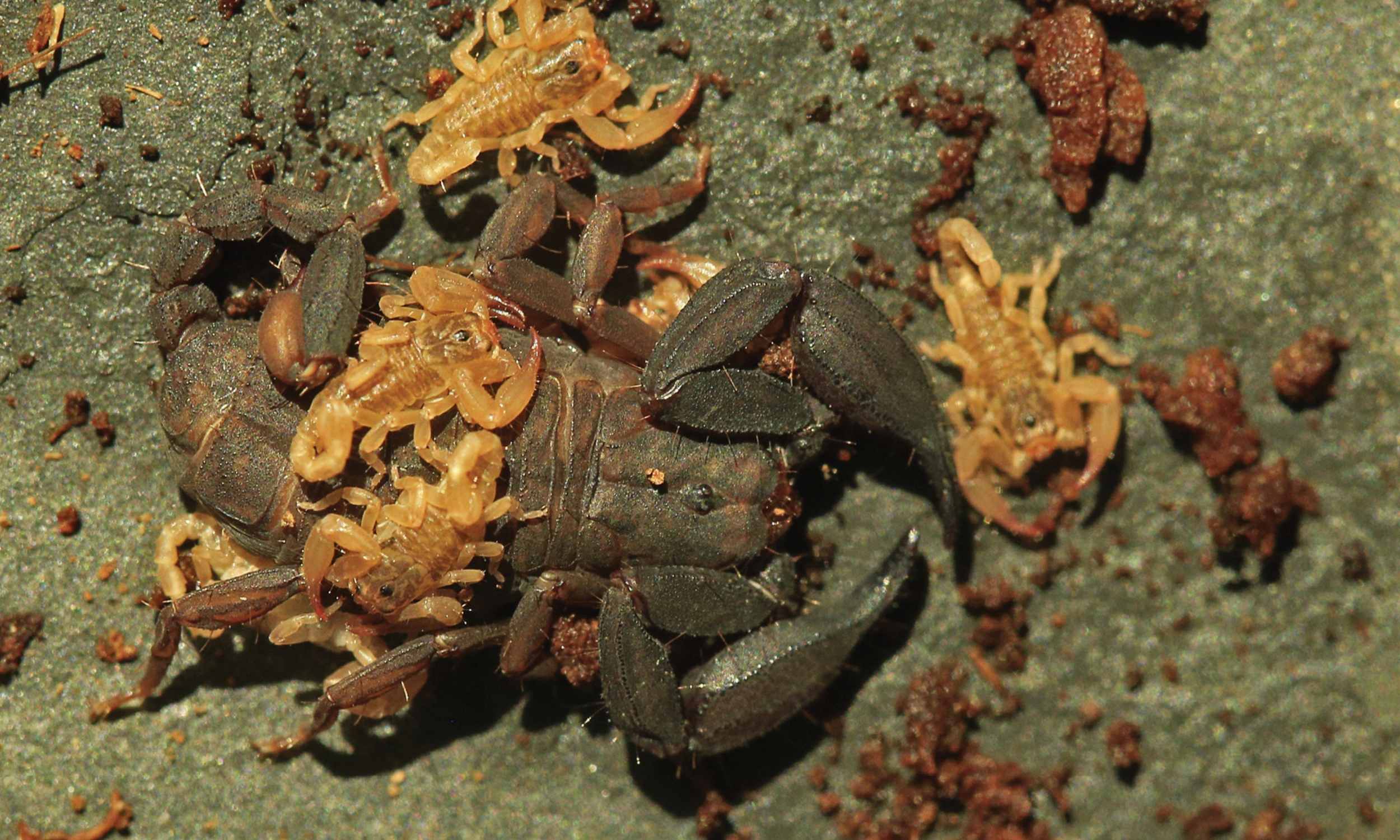Scientists discovered a tiny but dangerous new animal species