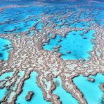 Great Barrier Reef suffers record coral loss after years of growth
