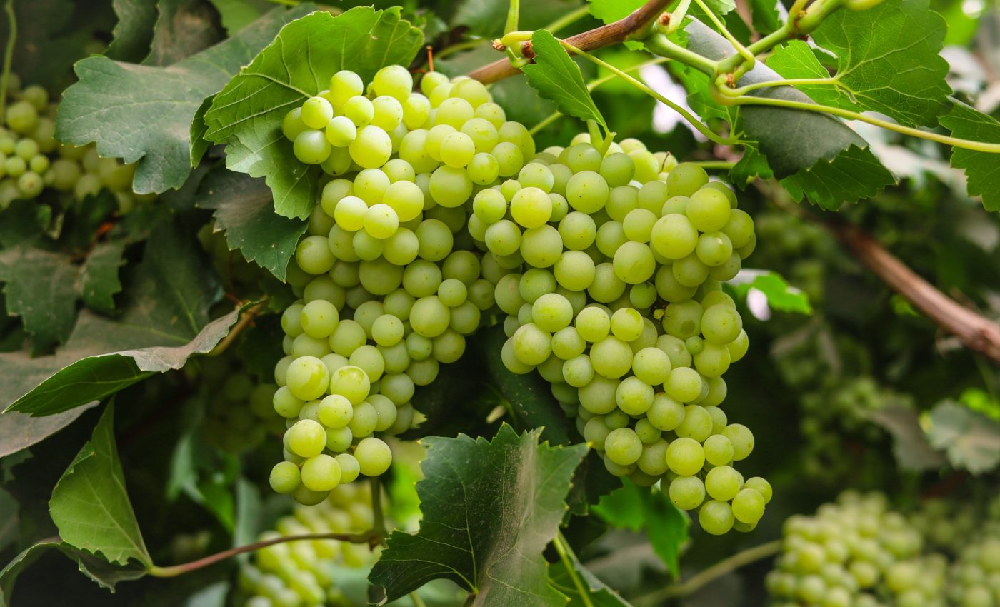 Grapevines could offer an alternative to plastic packaging- Earth.com