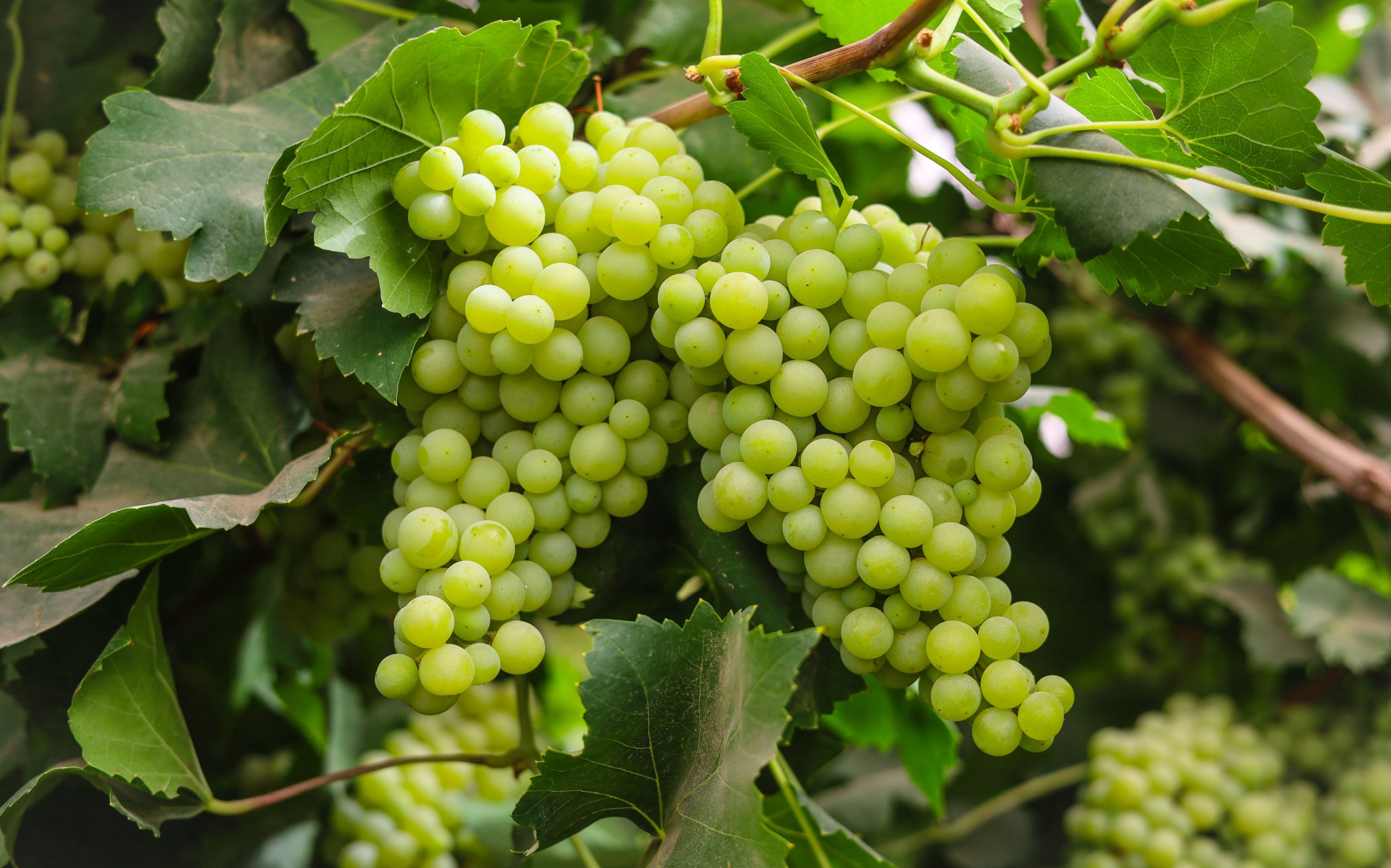 earth.com/news/grapevine...