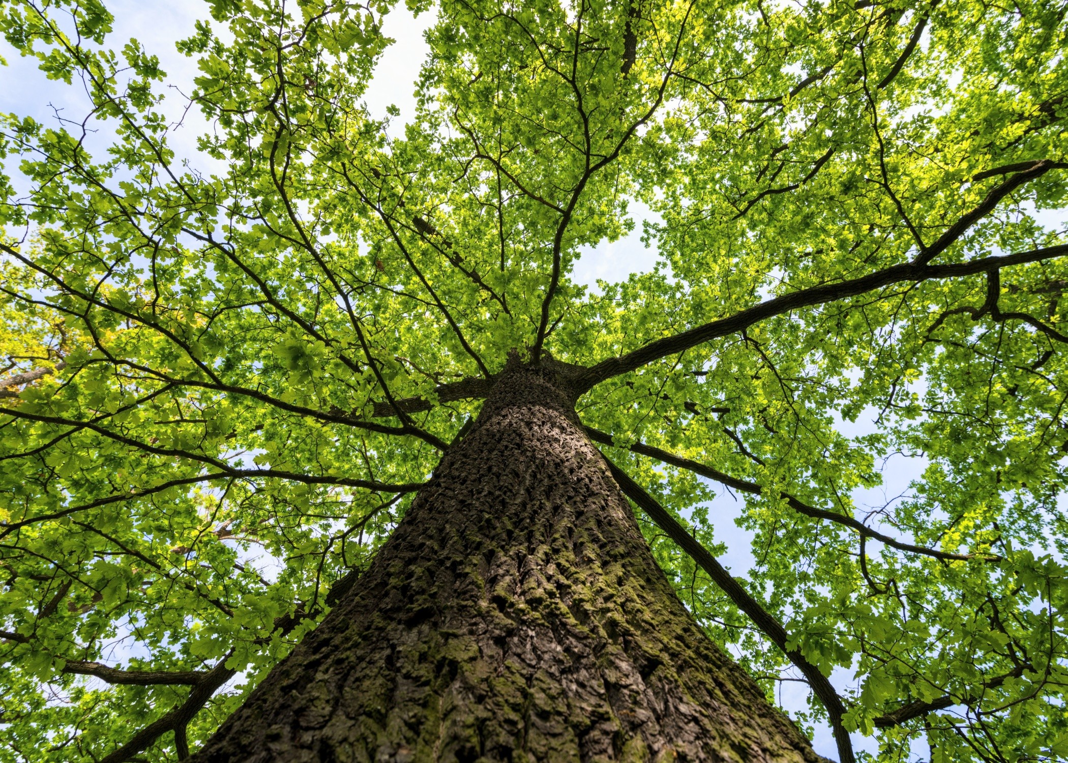 Нэг мод өөртөө нэг их наяд орчим бичил биетнийг агуулж чадна Нэг мод өөртөө нэг их наяд орчим бичил биетнийг агуулж чадна