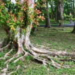Plant roots use a chemical code to fight stress and share resources