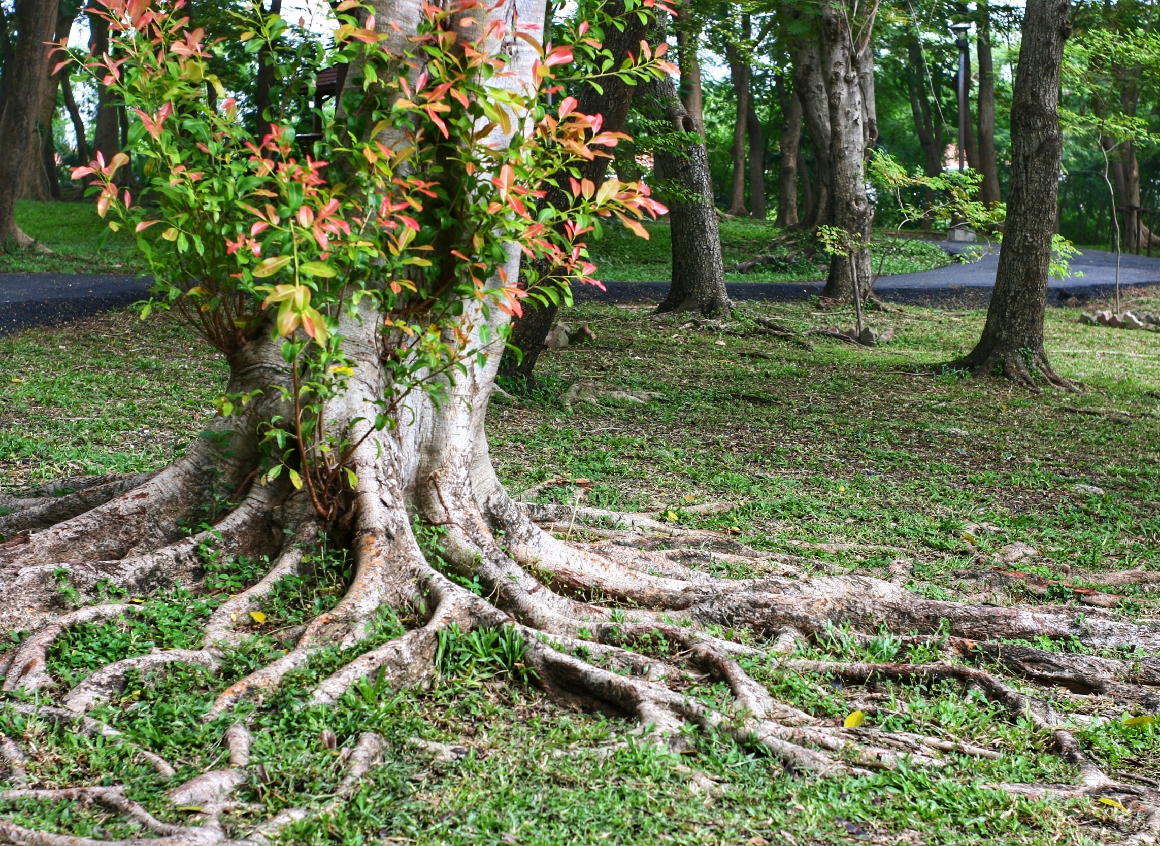 Plant roots use a secret chemical code to fight stress - Earth.com
