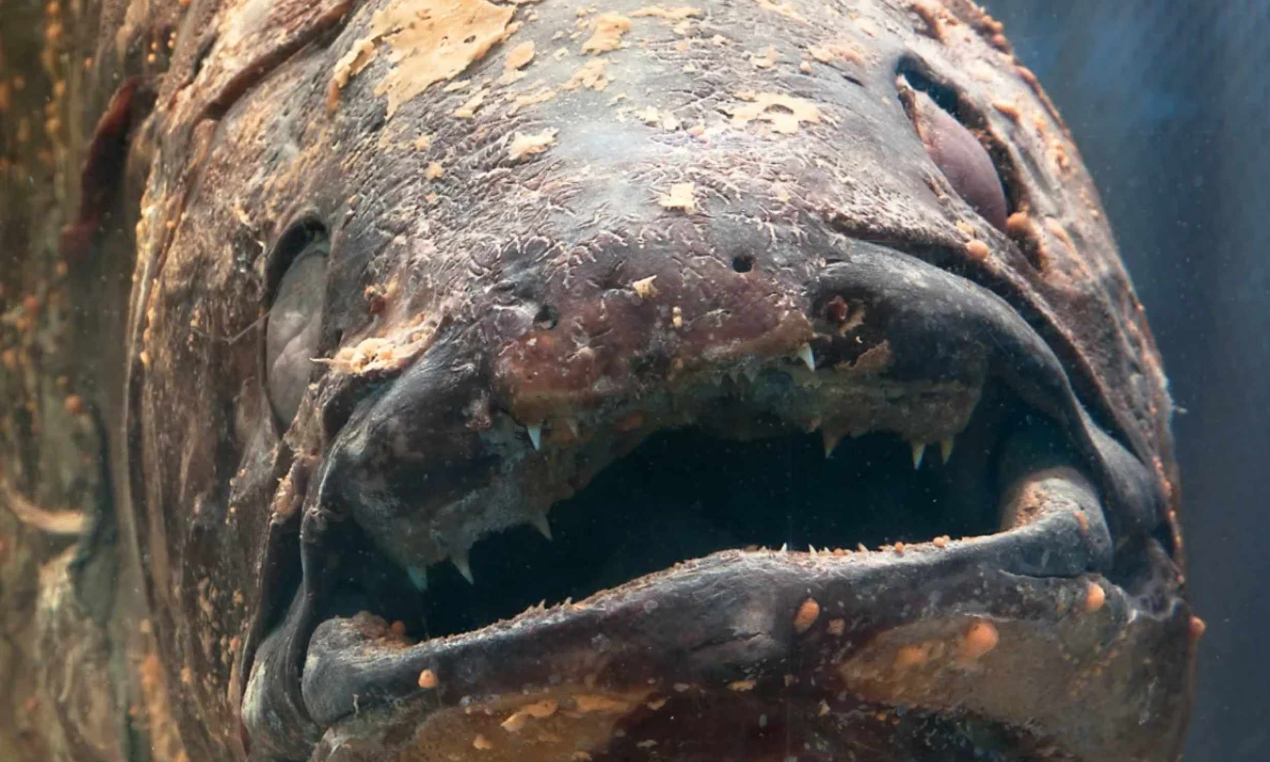 Photos capture a fish thought to be extinct for 70 million years