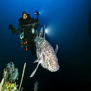 Deep diver about a meter behind the Sulawesi Coelacanth (Latimeria menadoensis) discovered at a depth of -144 m in North Maluku, Indonesia. Credit: Alexis Chappuis