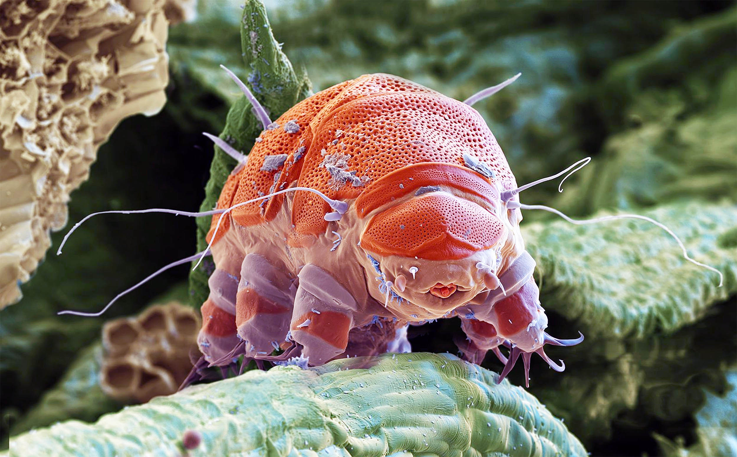 This tiny animal could help humans colonize Mars