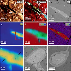 In situ analysis of vascular structures in fractured Tyrannosaurus rex rib using cross-polarized light microscopy. Credit: Scientific Reports