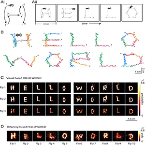 Sequencing multiple goals to create complex patterns in writing text. (A, i) Schematic depicting the idea of sequencing spatial goals in a pattern of letter H. Numbers and colors represent target goals. Flies’ orientation with respect to the walking trajectory is depicted with a fly cartoon in the Top Left. (ii) Schematic showing sequencing of patterns to “write text” with fly walking trajectories. (B) Example HELLO WORLD fly walking patterns “written” by a single fly. Fly cartoon (not to size) shows the flies’ orientation when walking. Running trajectory colors represent runs to a target point (same color as trajectory). Numbers represent target ordinal in sequence. (C) Spatial occupancy probability heatmaps for 3 example flies, showing all running data for each fly. This shows the degree of consistency of writing text across letters and across flies. (D) Olfactory-based HELLO WORLD letters. Each letter represents a running trajectory from a different fly. For letters E, L2 (fly 4), W, and D, the length of the side of the black square is 43 cm. For letters H, L1 (fly 3), O1 (fly 5), O2 (fly 7), R, and L3 (fly 9), the length of the side of the black square is 18 cm. Credit: PNAS