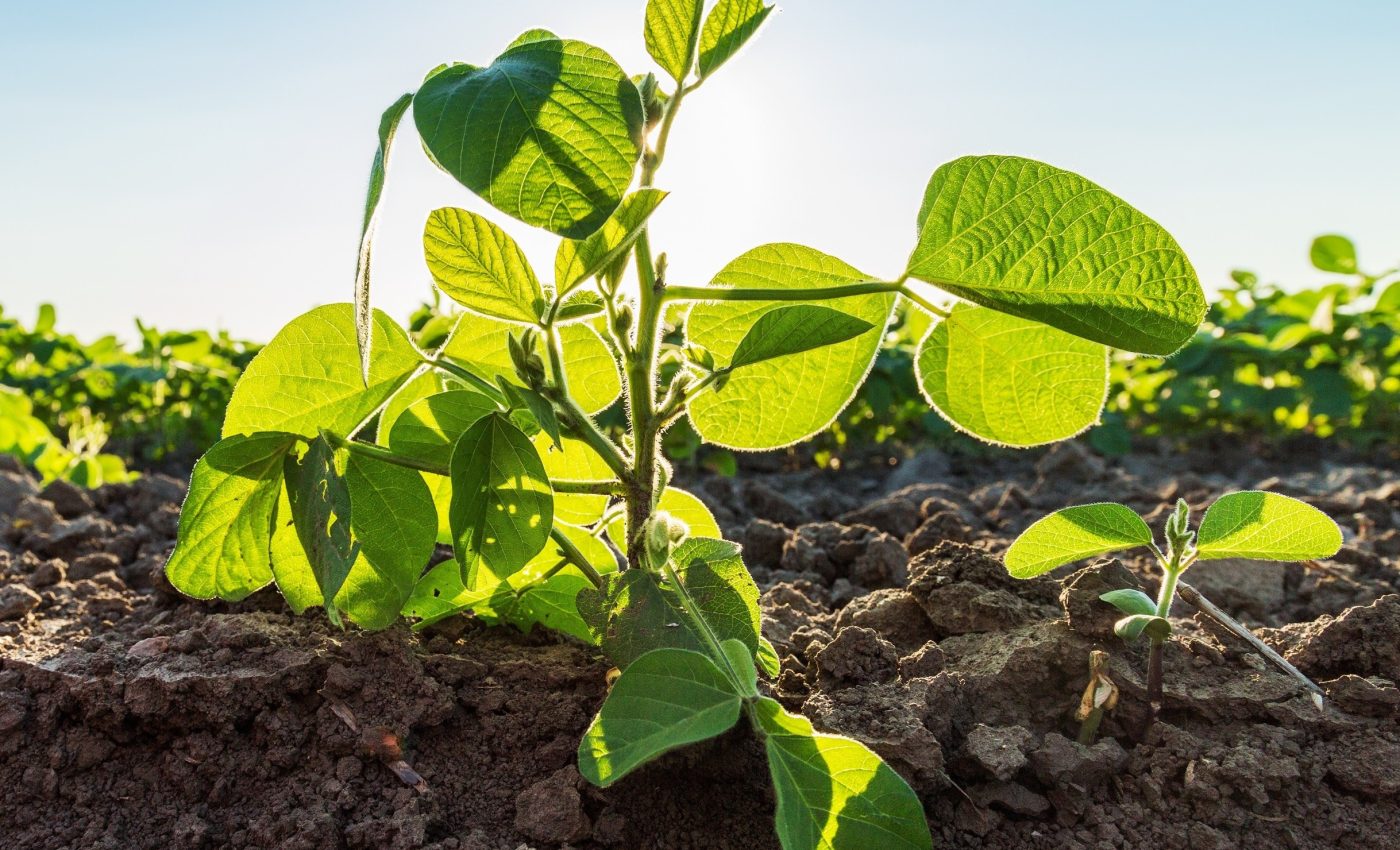 Do soybean plants have a memory? Scientists think so - Earth.com