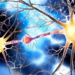 Tiny microbes from the paraventricular nucleus (PVN) affect how our brains grow before birth