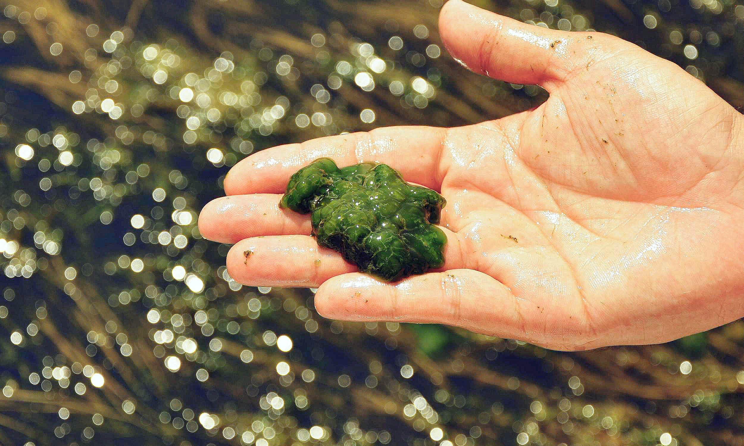 Giant virus discovered in algae could revolutionize gene editing
