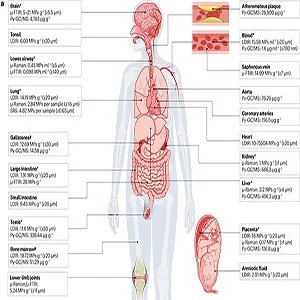 Detection, concentration and distribution of MNPs in the human body. Credit: Nature Reviews Bioengineering