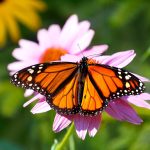 Monarch butterflies have a built-in compass that flips with cold