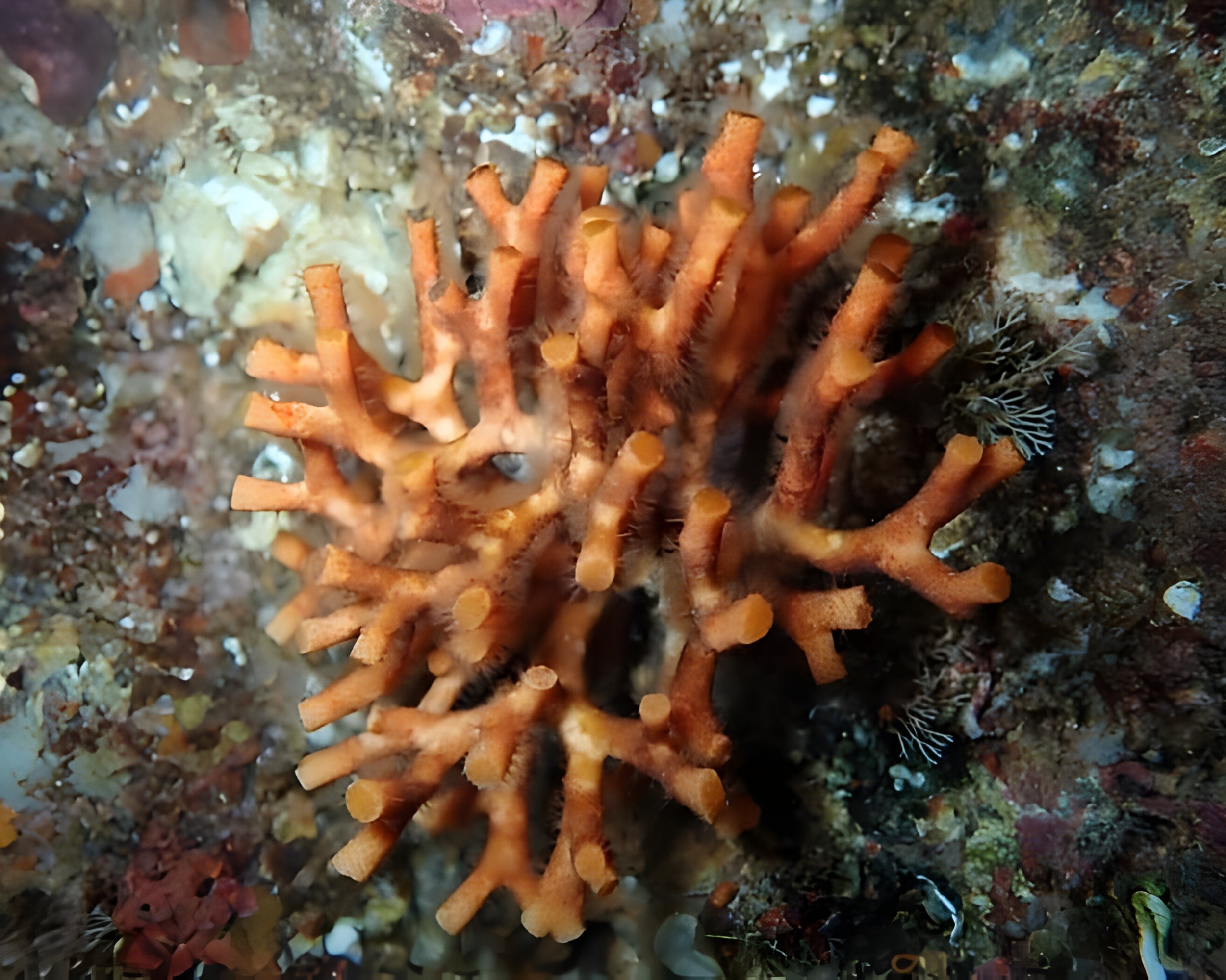 'Ocean architects’ expose hidden threats of climate change