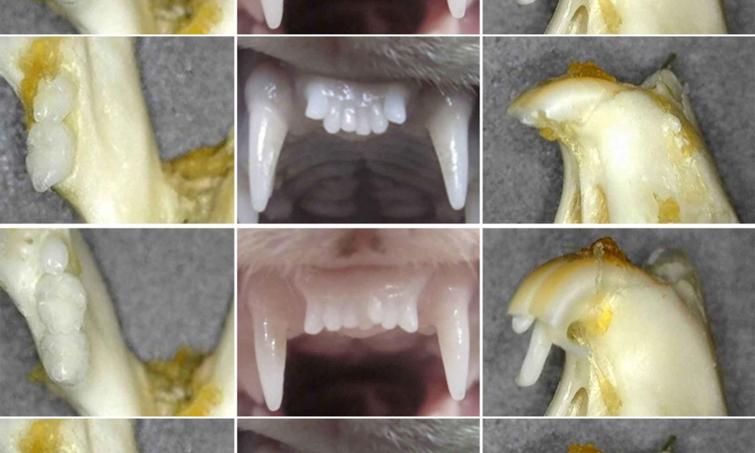 Science is about to help you regrow your own teeth
