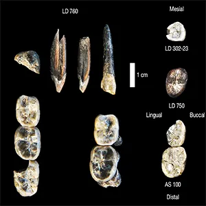 New hominin species fossil teeth from the LGRP. Credit: Nature