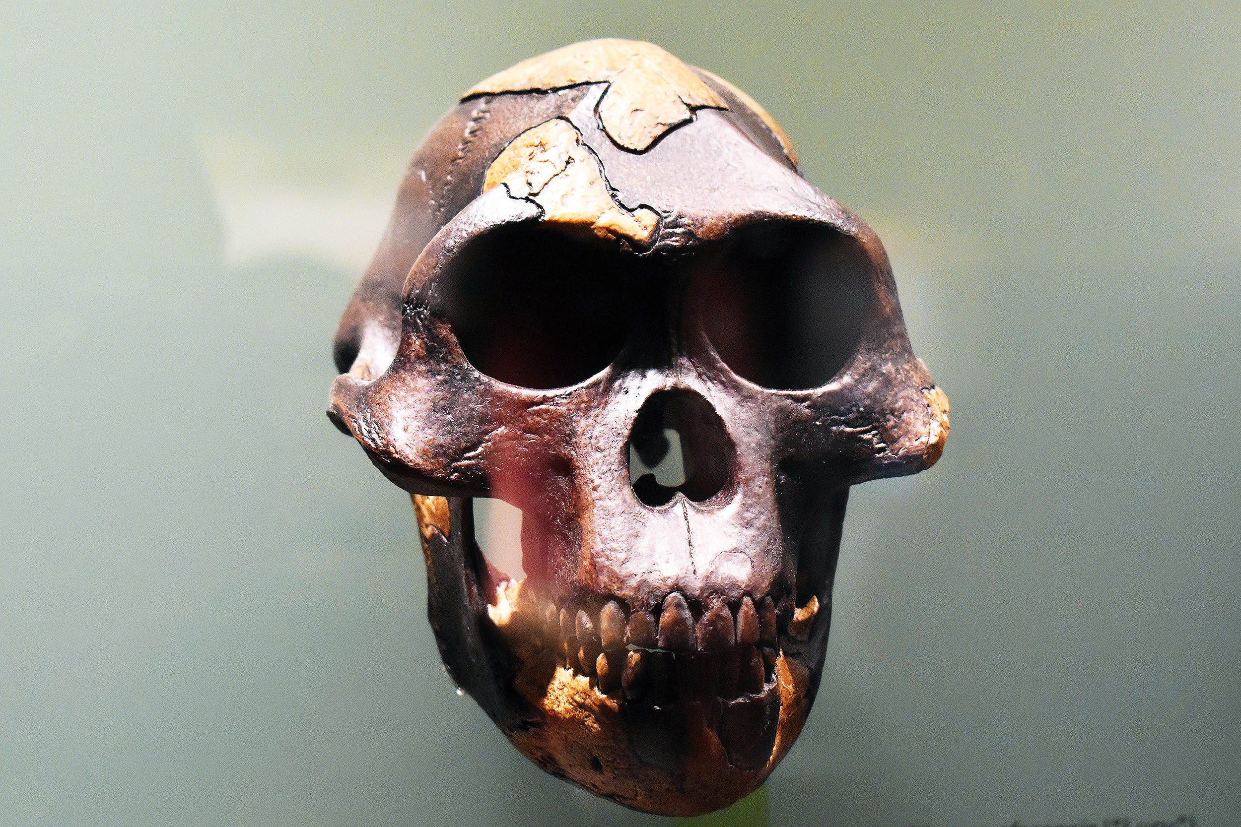 New early human species discovered, challenging evolution theory