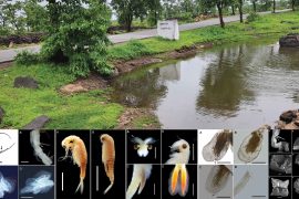 News article thumbnail