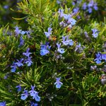How rosemary supports memory, eases anxiety, and fights Alzheimer's naturally
