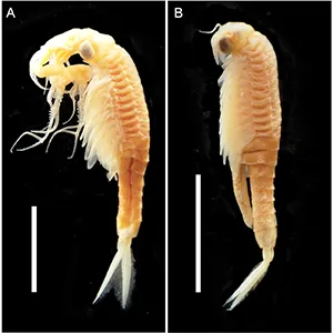 Streptocephalus warliae sp. nov. A. Male holotype (lateral view); B. Female allotype (lateral view). Scale bar: 10 mm. Credit: Pensoft