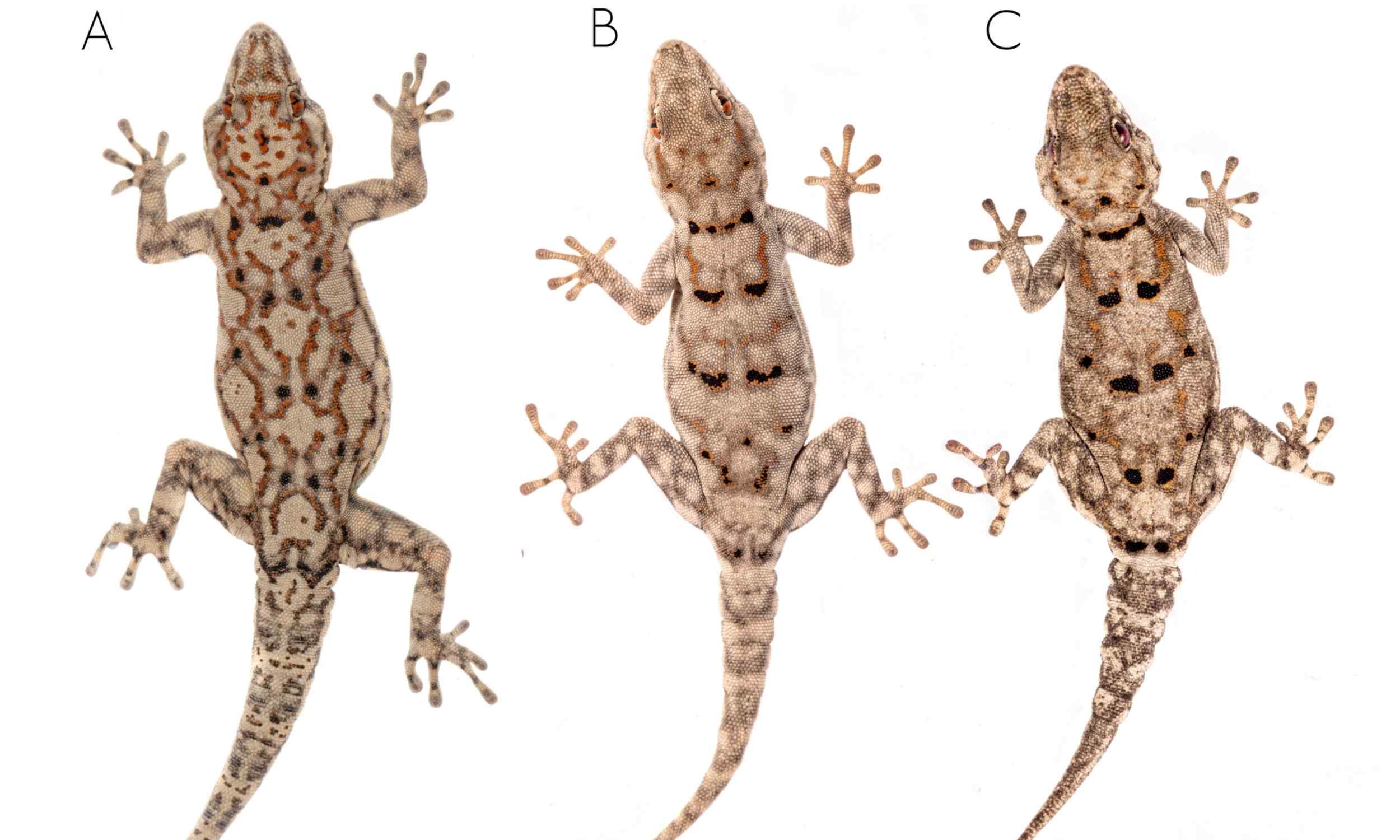 Three new gecko species discovered after 8 years of searching