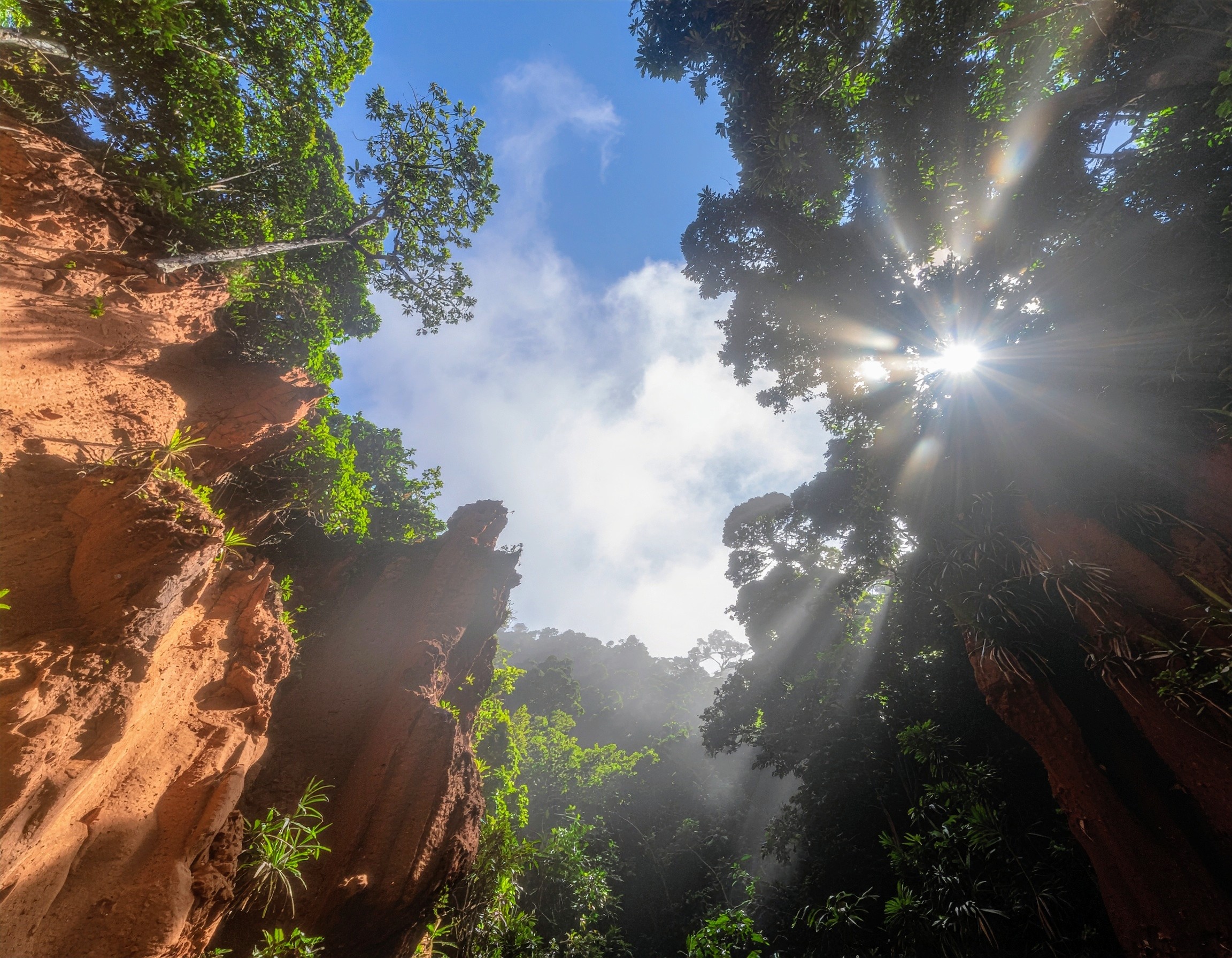 World’s most diverse forests are failing to adapt to climate change