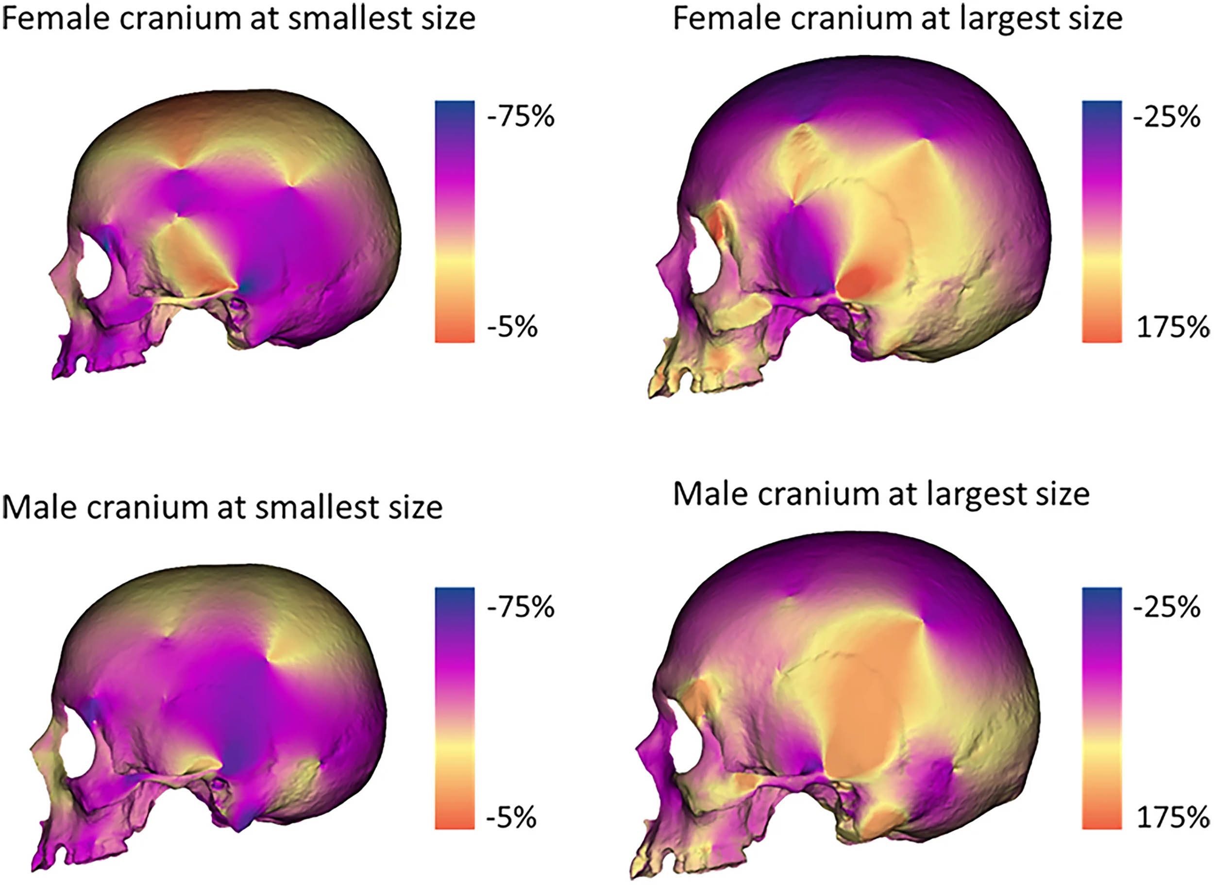 Fossil discovery changes perception of prehistoric men and women