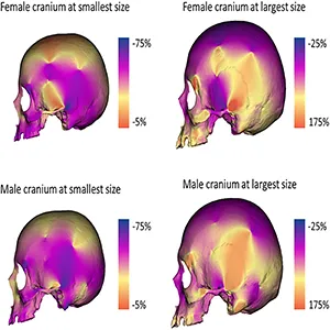 Cranial allometry in females and males. Differences in cranial morphology of the two allometric trajectories. Color maps indicate local variations in area between centroid size extremes in female and male allometric trajectories. Cold colors indicate relative contraction, while warm colors indicate relative expansion. Credit: Nature