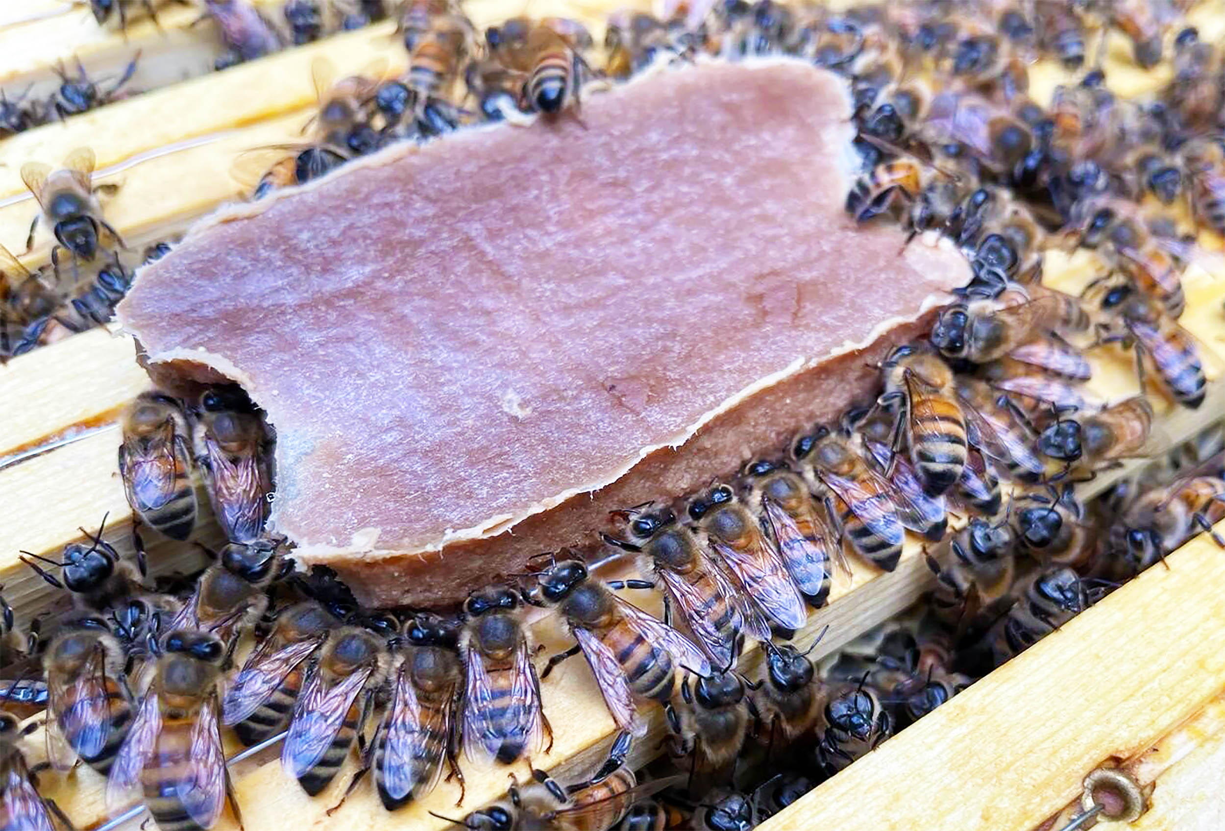 Scientists create a pollen-replacing superfood for honey bees
