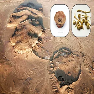 The oasis settlement of Qurayyah, in northwestern Saudi Arabia. Dried fruits of Peganum harmala, which, as shown here, were already used 2,700 years ago for their therapeutic and psychoactive properties. One of the old fumigation devices used to inhale harmal. Credit: A. M. Abualhassan/Barbara Huber/Hans Sell