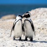 Birds may follow a hidden pattern of human language