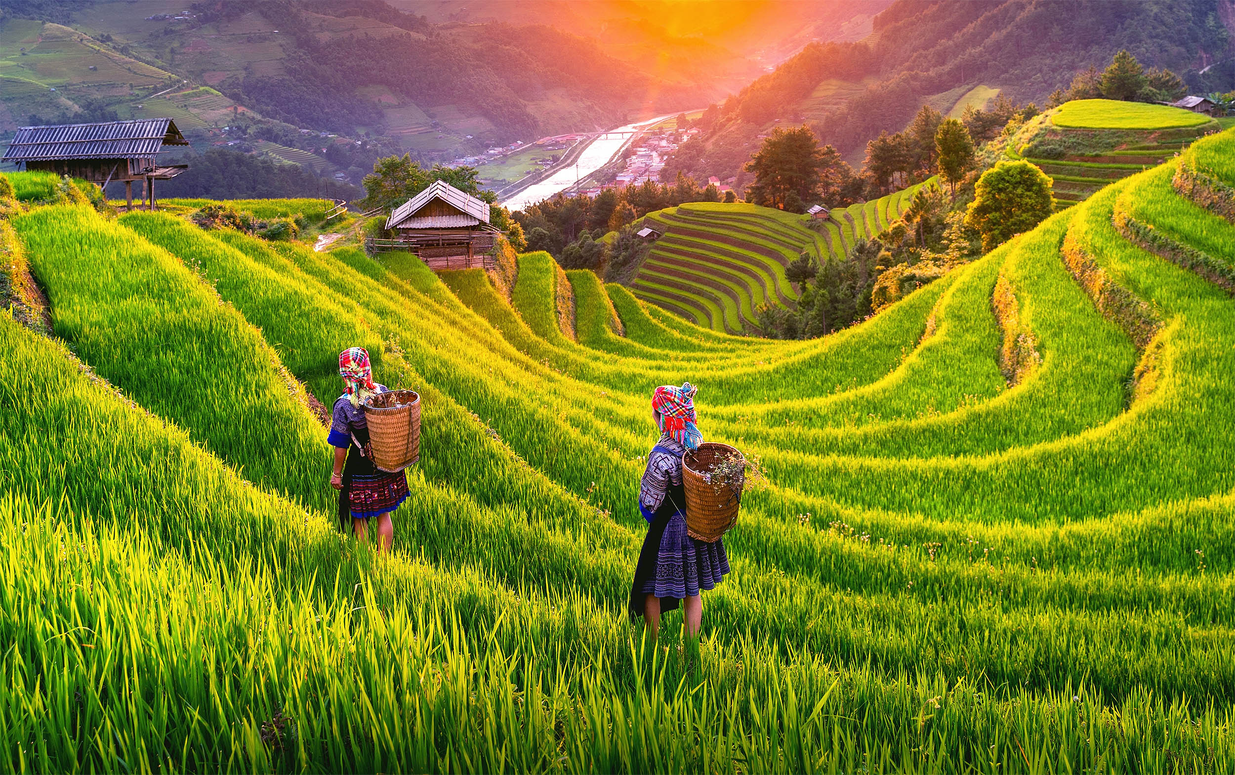 Study finds the “king of poisons” is building up in global rice fields