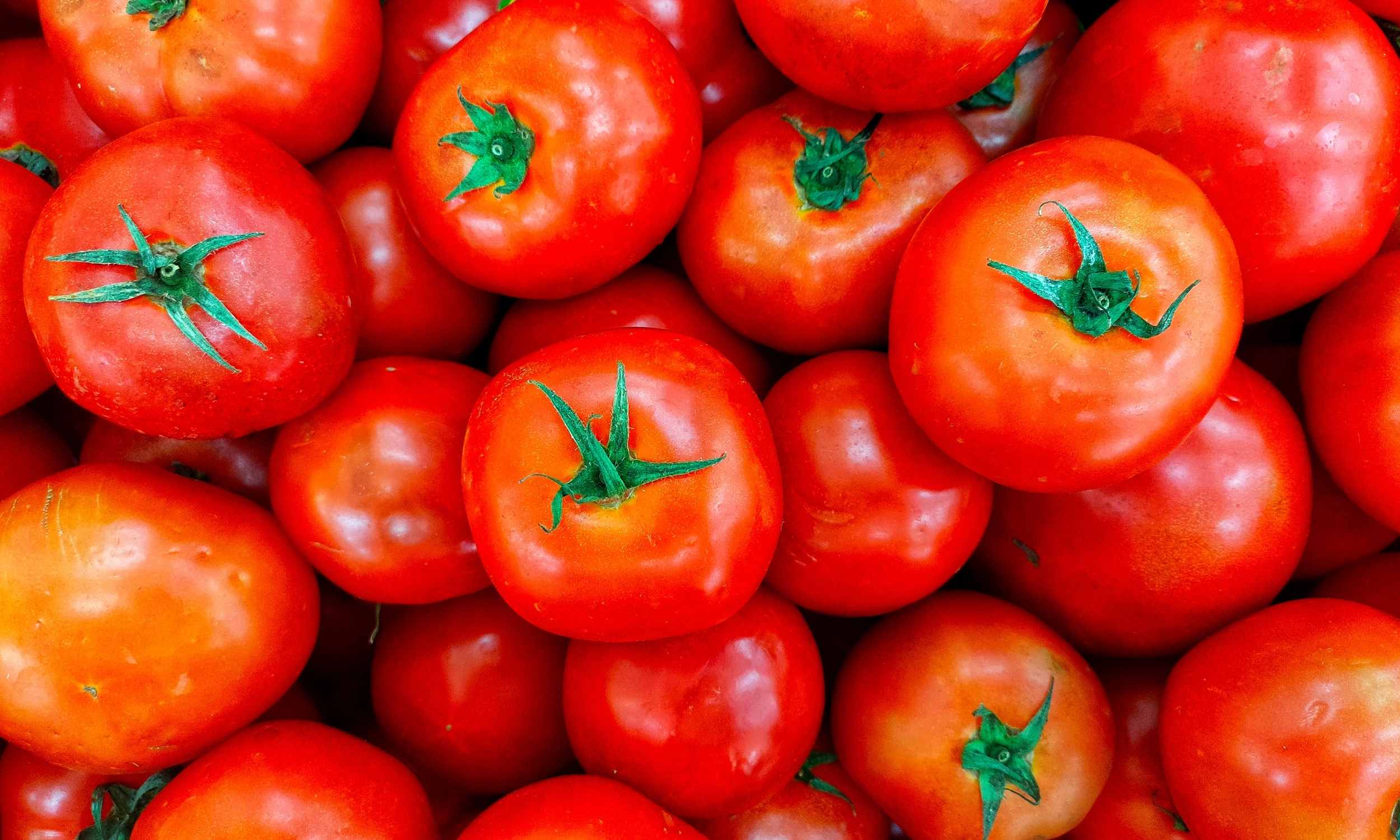 The Italian secret to sweeter tomatoes and higher-yield plants - Earth.com