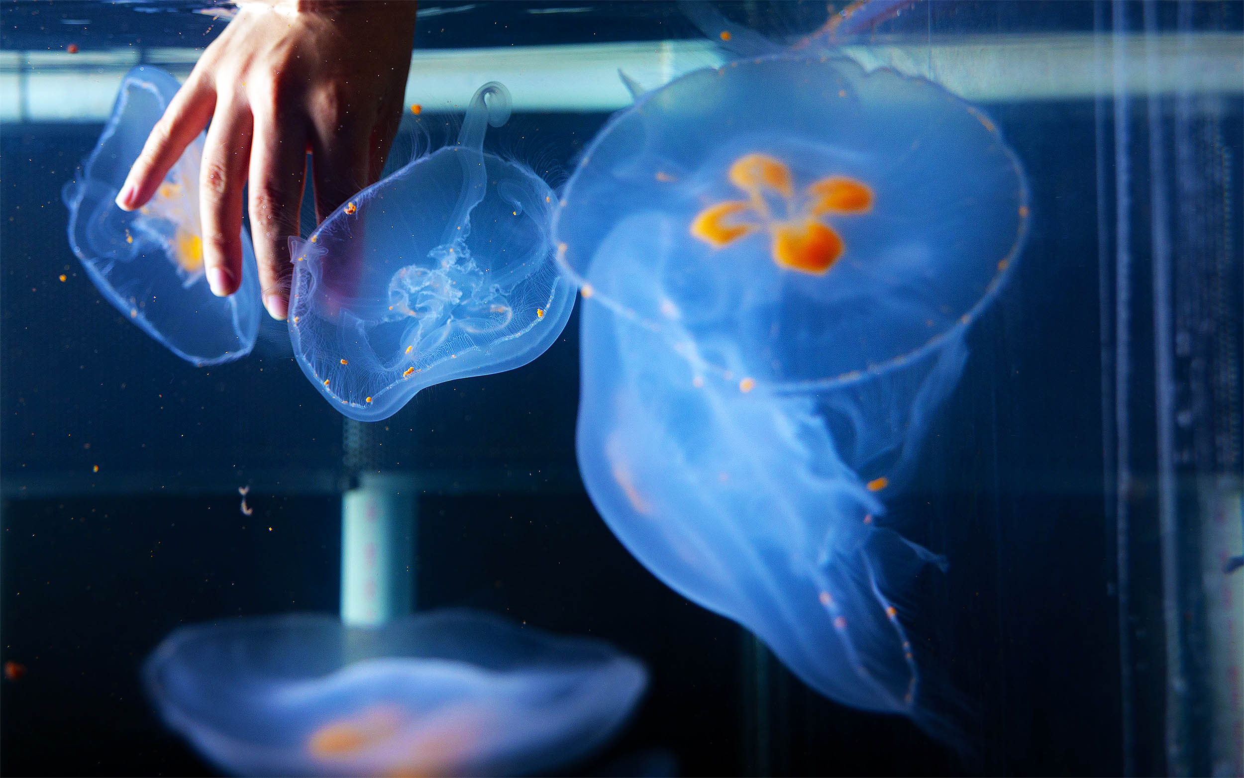 ‘Cyborg’ moon jellyfish created to study changes in Earth’s oceans