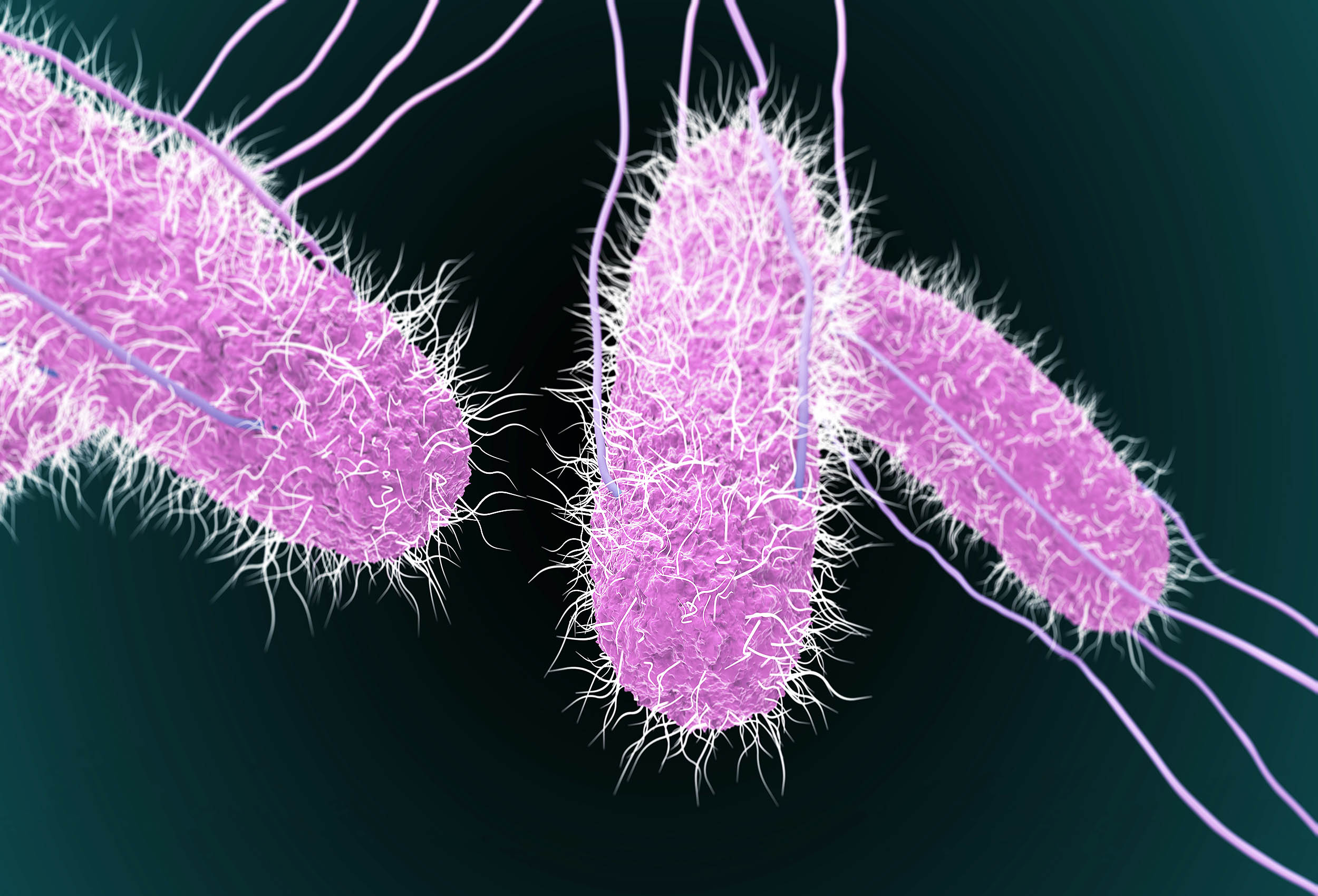 Bacteria strains that infect cattle are now also infecting humans