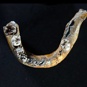 The lower jaw of Skhul I child showing features characteristics of Neanderthals. Credit: Tel Aviv University