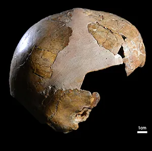 The skull of Skhul I child showing cranial curvature typical of Homo sapiens. Credit: Tel Aviv University