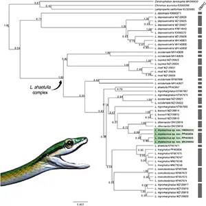 Gene tree for the genus Leptophis inferred from Bayesian analysis of the 16S mitochondrial gene fragment. Values adjacent to nodes indicate posterior probabilities. Scale bar represents number of substitutions per site. Grey bars represent each evolutionary entity delimited by the GMYC (Generalized Mixed Yule Coalescent). Photo credit: L. A. Silva